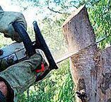 Reliable Rouse, CA Tree Care Solutions