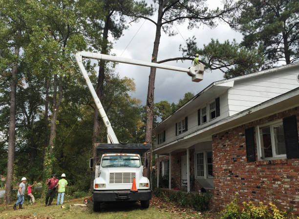  Rouse, CA Tree Care Pros