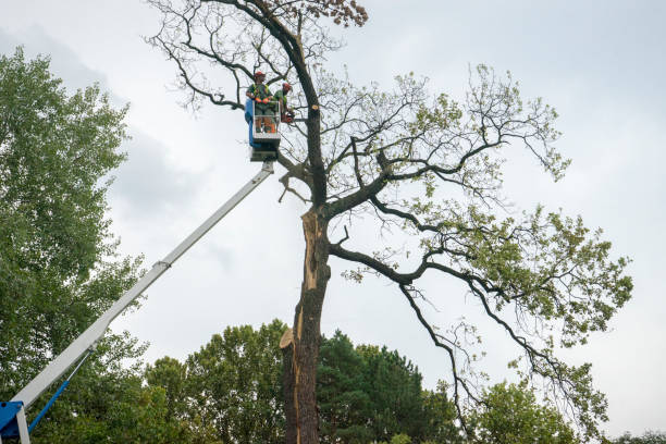 Best Tree Removal  in Rouse, CA