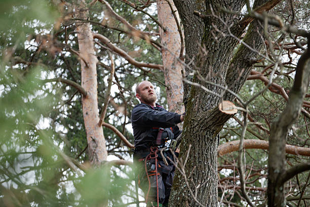 Best Tree Health Inspection  in Rouse, CA