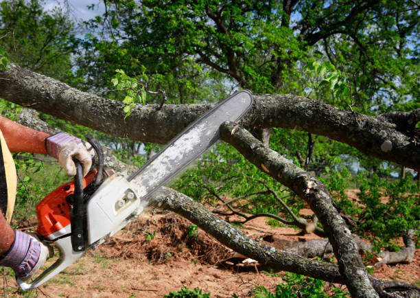Best Utility Line Clearance  in Rouse, CA