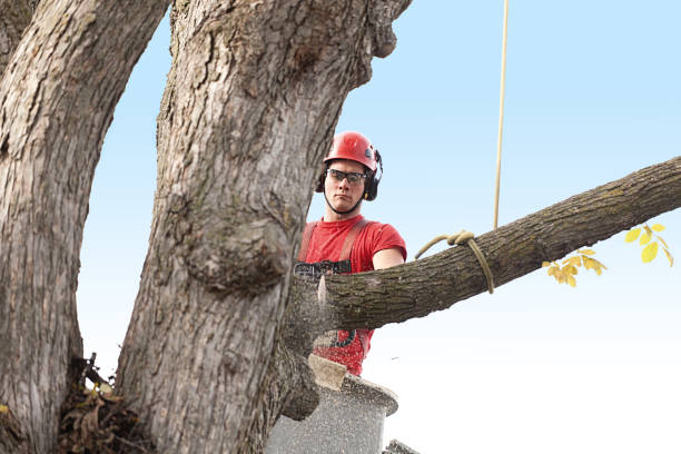 Best Tree Risk Assessment  in Rouse, CA